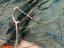 Kite FLYSURFER Viron3 8m complete