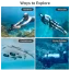 WAYDOO SUBNADO Underwater Scooter LITE