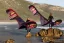 Kite 2025/26 NAISH Pivot LTD
