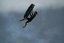 Kiteboard 2026 NAISH Monarch