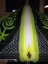 Kite 2015 NAISH Torch 8,0