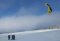 Snowkiting - Komoru? Foukačku? Singleskin?
