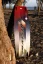 kiteboard 2025 NAISH Monarch NVISION - Dĺžka kiteboardu / wakeboardu: 142cm