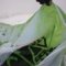 FLYSURFER PEAK2 recenze kitu