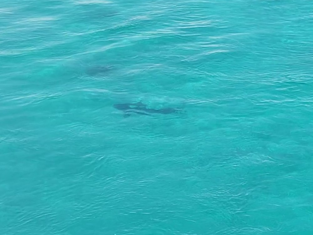 Kite safari v Egyptě - žralok na ostrově Giftun